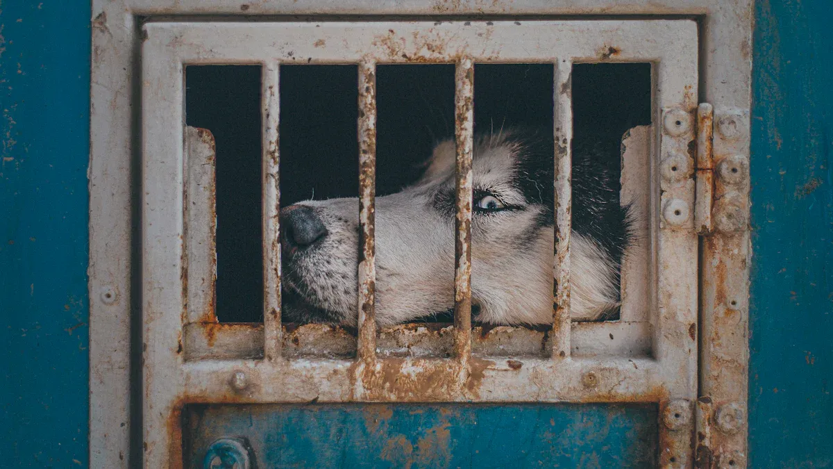 What Doesn’t: Cons of a Galvanized Steel Dog Kennel Outdoors