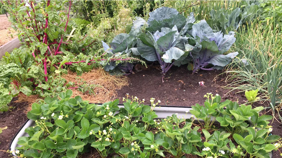 Maintenance Tips for Long-Lasting Galvanized Steel Raised Beds